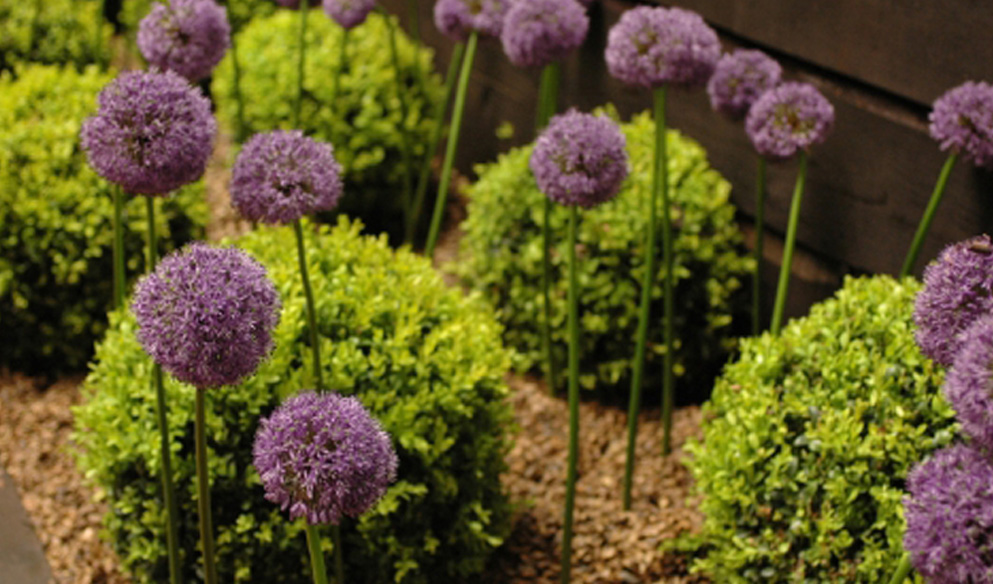 A decorative image showing bedding plants