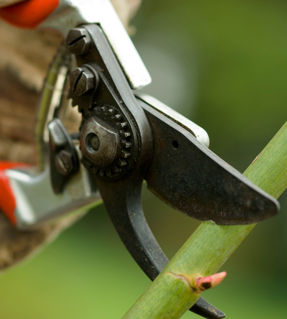 A decorative image of clippers cutting a branch.