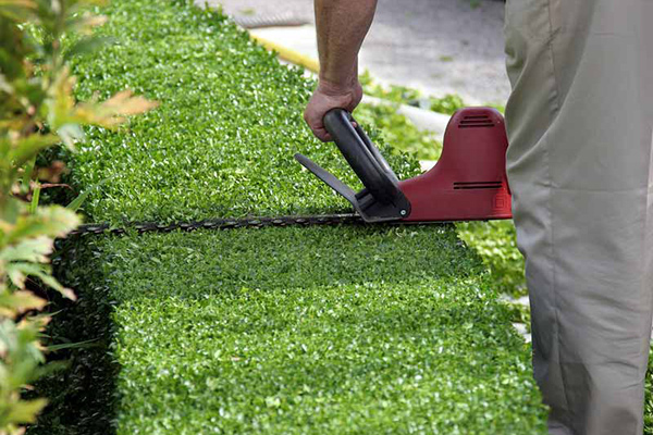 trimming hedges