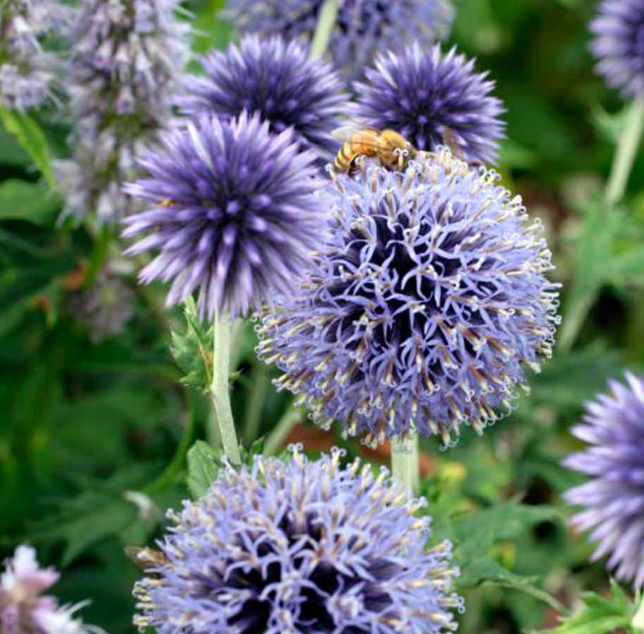 A decorative image of a bee pollinating a thistle.